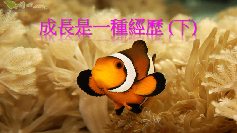 成長是一種經歷 下（盧瑞珊博士）
